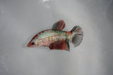 Koi Galaxy  Plakat Female Betta (ID#510-F622) Free2Day SHIPPING