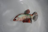 Koi Galaxy  Plakat Female Betta (ID#510-F622) Free2Day SHIPPING