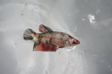 Koi Galaxy  Plakat Female Betta (ID#510-F622) Free2Day SHIPPING