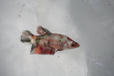 Koi Galaxy  Plakat Female Betta (ID#510-F622) Free2Day SHIPPING