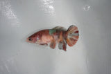 Koi Galaxy  Plakat Female Betta (ID#510-F623) Free2Day SHIPPING