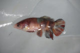 Koi Galaxy  Plakat Female Betta (ID#510-F623) Free2Day SHIPPING