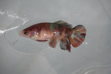 Koi Galaxy  Plakat Female Betta (ID#510-F623) Free2Day SHIPPING