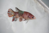 Koi Galaxy  Plakat Female Betta (ID#510-F623) Free2Day SHIPPING