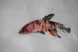 Koi Galaxy  Plakat Female Betta (ID#510-F624) Free2Day SHIPPING