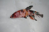 Koi Galaxy  Plakat Female Betta (ID#510-F624) Free2Day SHIPPING