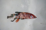 Koi Galaxy  Plakat Female Betta (ID#510-F624) Free2Day SHIPPING