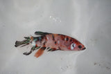 Koi Galaxy  Plakat Female Betta (ID#510-F624) Free2Day SHIPPING