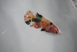 Koi Galaxy  Plakat Female Betta (ID#510-F625) Free2Day SHIPPING