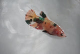 Koi Galaxy  Plakat Female Betta (ID#510-F625) Free2Day SHIPPING