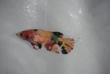 Koi Galaxy  Plakat Female Betta (ID#510-F625) Free2Day SHIPPING