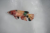 Koi Galaxy  Plakat Female Betta (ID#510-F625) Free2Day SHIPPING