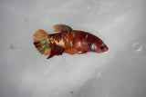 Candy Koi Plakat Female Betta (ID#510-F627) Free2Day SHIPPING