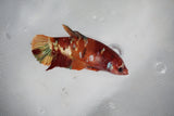 Candy Koi Plakat Female Betta (ID#510-F627) Free2Day SHIPPING