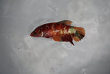 Candy Koi Plakat Female Betta (ID#510-F627) Free2Day SHIPPING