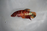 Candy Koi Plakat Female Betta (ID#510-F627) Free2Day SHIPPING