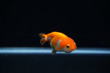 Baby Ranchu  Red White 2.5 Inch (ID#402R9b-38) Free2Day SHIPPING