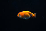 Baby Ranchu  Red White 2.5 Inch (ID#402R9b-38) Free2Day SHIPPING