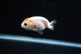 Baby Ranchu  Red White 2.5 Inch (ID#402R9b-40) Free2Day SHIPPING