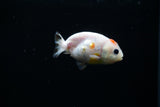 Baby Ranchu  Red White 2.5 Inch (ID#402R9b-40) Free2Day SHIPPING