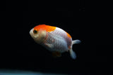 Baby Ranchu  Red White 2.5 Inch (ID#402R9b-42) Free2Day SHIPPING
