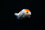 Baby Ranchu  Red White 2.5 Inch (ID#402R9b-42) Free2Day SHIPPING