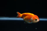 Baby Ranchu  Red White 3 Inch (ID#402R9b-43) Free2Day SHIPPING