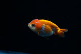 Baby Ranchu  Red White 3 Inch (ID#402R9b-43) Free2Day SHIPPING