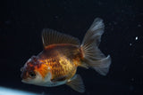 Juvenile Thai Oranda  Tricolor 3.5 Inch (ID#628To13bpt5-7) Free2Day SHIPPING