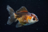 Juvenile Thai Oranda  Tricolor 3.5 Inch (ID#628To13bpt5-7) Free2Day SHIPPING