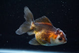 Juvenile Thai Oranda  Tricolor 3.5 Inch (ID#628To13bpt5-7) Free2Day SHIPPING