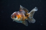 Juvenile Thai Oranda  Tricolor 3.5 Inch (ID#628To13bpt5-7) Free2Day SHIPPING