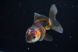 Juvenile Thai Oranda  Tricolor 3.5 Inch (ID#628To13bpt5-7) Free2Day SHIPPING