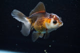 Juvenile Thai Oranda  Tricolor 3.5 Inch (ID#628To13bpt5-7) Free2Day SHIPPING