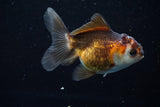 Juvenile Thai Oranda  Tricolor 3.5 Inch (ID#628To13bpt5-7) Free2Day SHIPPING