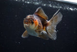 Juvenile Thai Oranda  Tricolor 3.5 Inch (ID#628To13bpt5-7) Free2Day SHIPPING