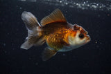 Juvenile Thai Oranda  Tricolor 3.5 Inch (ID#628To13bpt5-7) Free2Day SHIPPING