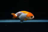 Baby Ranchu  Red White 2.5 Inch (ID#402R9b-46) Free2Day SHIPPING