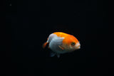 Baby Ranchu  Red White 2.5 Inch (ID#402R9b-46) Free2Day SHIPPING