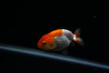 Baby Ranchu  Red White 3 Inch (ID#402R9b-48) Free2Day SHIPPING
