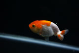 Baby Ranchu  Red White 3 Inch (ID#402R9b-48) Free2Day SHIPPING