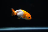 Baby Ranchu  Red White 2.5 Inch (ID#329R9b-53) Free2Day SHIPPING