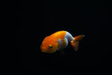 Baby Ranchu  Red White 2.5 Inch (ID#329R9b-53) Free2Day SHIPPING