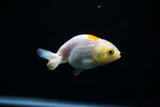 Baby Ranchu  Red White 2.5 Inch (ID#402R9b-50) Free2Day SHIPPING