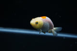 Baby Ranchu  Red White 2.5 Inch (ID#402R9b-50) Free2Day SHIPPING