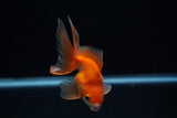 Ryukin Longtail Red White 4 Inch (ID#402Ry7a-19) Free2Day SHIPPING