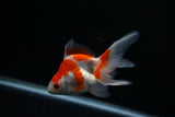Ryukin Longtail Red White 4.5 Inch (ID#402Ry7a-23) Free2Day SHIPPING