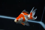 Ryukin Longtail Red White 4.5 Inch (ID#402Ry7a-23) Free2Day SHIPPING