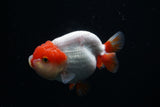 Lionchu  Red White 4 Inch (ID#426R11c-79) Free2Day SHIPPING