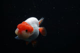 Lionchu  Red White 4 Inch (ID#426R11c-79) Free2Day SHIPPING